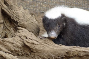 Kelet-mexikói skunk - a leggyorsabb szőrme tulajdonosa a fickó között Kelet-mexikói skunk - a leggyorsabb szőrme tulajdonosa a fickó között